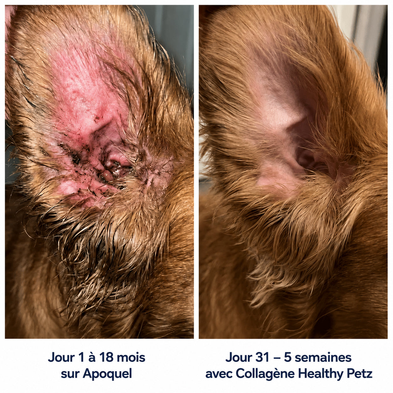 Healthy Petz Collagène Liquide Premium