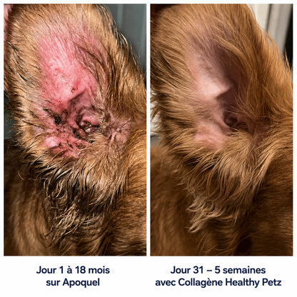 Healthy Petz Collagène Liquide Premium