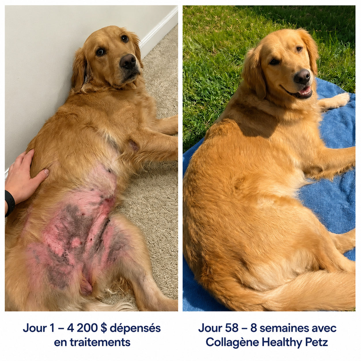 Healthy Petz Collagène Liquide Premium